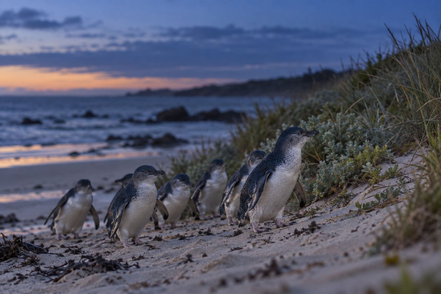 The penguin parade at dusk